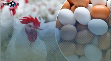 استقرار أسعار الدواجن والبيض بالمزارع والأسواق اليوم الإثنين 3 نوفمبر 2025 بعد تراجع الأسعار